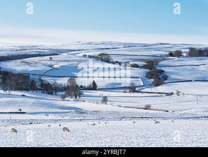 Schafe grasen an einem Wintertag auf schneebedeckten Feldern in der walisischen Landschaft in der Nähe des Dorfes Glasfryn. Stockfoto