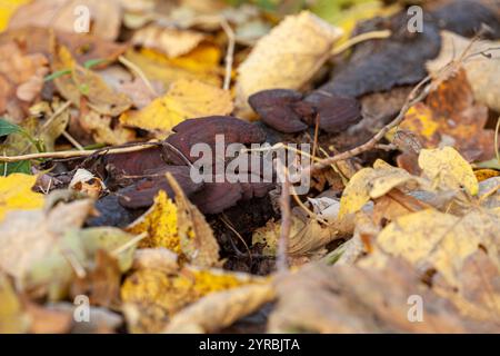 Reishi-Pilzkolonien wachsen in der Regenzeit auf den Zweigen trockener Bäume. Stockfoto
