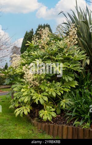 Fatsia Japonica in der Blüte - ein immergrüner Sträucher aus der Familie der Araliaceae, auch bekannt als die Papierpflanze, Feigenblättrige Palme in der Blüte Stockfoto