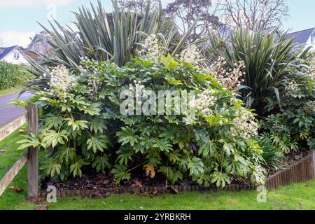 Fatsia Japonica in Blüte - ein immergrüner Strauch in der Familie der Araliaceae, auch bekannt als der Papierfabrik, Fig Endivie palm Stockfoto