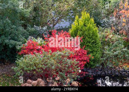 Hellrotes Acer Palmatum Osakazuki in voller Herbstfarbe neben einem Thuja-Konifer an einem Gartenteich in Devon. Stockfoto