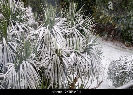 Der Schnee fällt stark auf cordyline australis, die Torbay Palm Tree, in einem Garten in Sidmouth, Devon Stockfoto