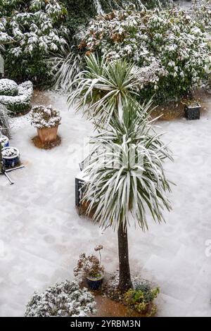 Der Schnee fällt stark auf cordyline australis, die Torbay Palm Tree, in einem Garten in Sidmouth, Devon Stockfoto