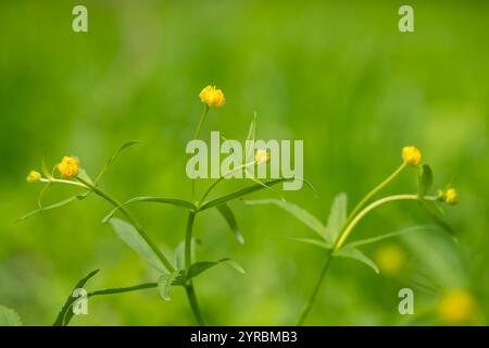 Buttercup kaschubian (Ranunkulus cassubicus) blüht in freier Wildbahn im alten Herrenpark. Kaschubische Butterblumen im Frühling. Gelbe Blume drauf Stockfoto