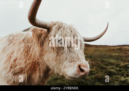 Wunderschöne Hochlandkuh auf der Isle of Skye Stockfoto