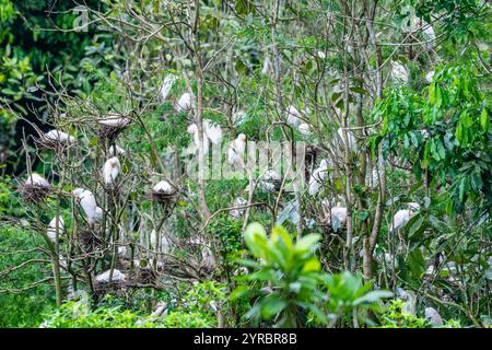 Dutzende westliche Rinderreiher (Ardea ibis) auf ihrem Nistbaum. Brasilien. Stockfoto