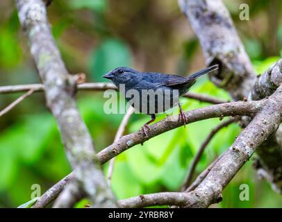 Ein Uniform Finch (Haplospiza unicolor), der auf einem Ast im Wald thront. Brasilien. Stockfoto