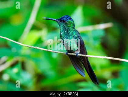 Ein farbenfroher Woodnymphe-Kolibri (Thalurania glaucopis), der auf einer dünnen Rebe thront. Brasilien. Stockfoto