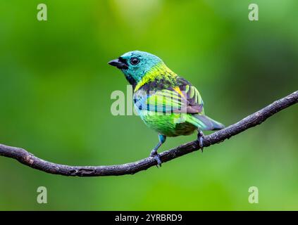 Ein farbenfroher Tanager mit grünem Kopf (Tangara Seledon), der auf einer dünnen Rebe thront. Brasilien. Stockfoto