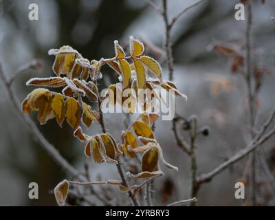 Rosen gefroren im Winter. Blätter und Blumen bedeckt mit Frost und Schnee. Gartenpflanzenpflege-Konzept. Stockfoto