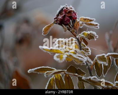 Rosen gefroren im Winter. Blätter und Blumen bedeckt mit Frost und Schnee. Gartenpflanzenpflege-Konzept. Stockfoto