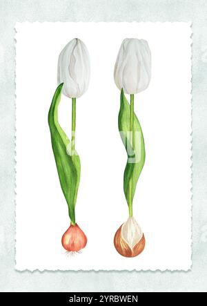 Fertige Postkarte mit grauem Aquarellmuster, zerrissenem Papier und zwei weißen Tulpen mit Zwiebeln. Gartenclipart. Handgezeichnete Aquarellillustration. Stockfoto