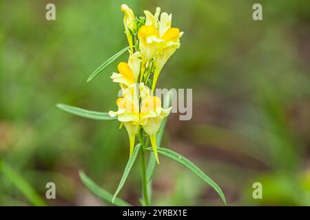 Lysimachia vulgaris Blume, die Garten-Loosestrife, gelbe Loosestrife oder Garten gelbe Loosestrife, blüht im Sommer. Schöne gelbe Blume Stockfoto