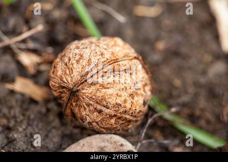 Walnuss ganz und Kerne draußen auf dem Boden. Gesunde Ernährung voller Omega-3-Fettsäuren, gesunde Ernährung. Stockfoto