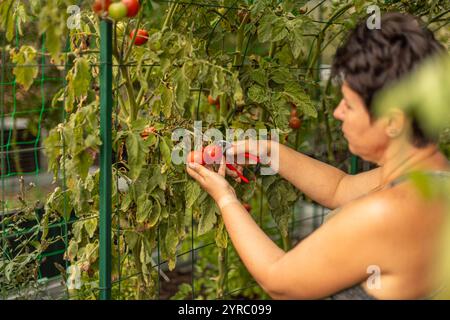 Gärtnerin erntet reife rote Tomaten mit einem Gartenschere in ihrem Garten Stockfoto