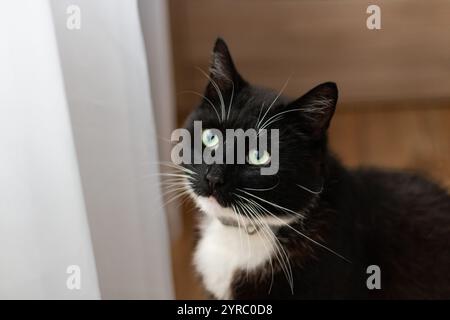 Eine Smoking-Katze mit auffälligen grünen Augen blickt neugierig in die Nähe eines sanft beleuchteten Fensters und zeigt ihre Schnurrhaare und ihr elegantes schwarz-weißes Fell Stockfoto