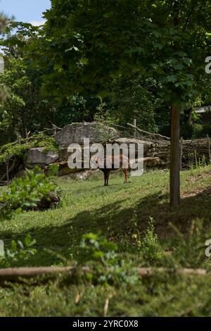 Afrikanische Antilopen grasen im Prager Zoo Stockfoto