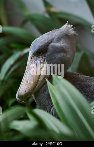 Ein Walvogel sitzt im Prager Zoo Stockfoto