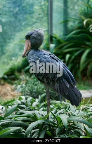 Ein Walvogel sitzt im Prager Zoo Stockfoto