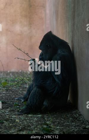 Gorilla sitzt allein im Zoo und kaut einen Stock Stockfoto