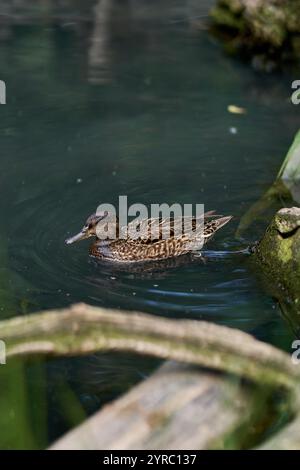 Wildenten schwimmen im See im Prager Zoo Stockfoto