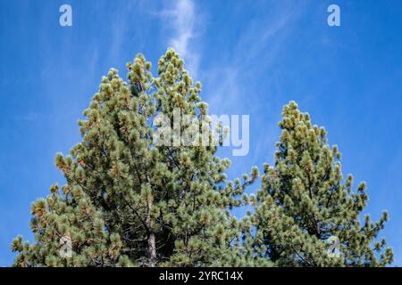 Kiefernspitzen mit grünen Nadeln und Kegeln vor einem klaren, leuchtend blauen Himmel. Stockfoto