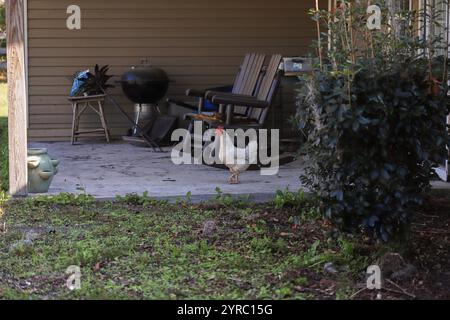 Glückliche, organisch aufgezogene Hühner im Hinterhof zu füttern, genießen die Freiheit, im Hof herumzulaufen, Insekten zu essen und den Boden zu kratzen! Stockfoto