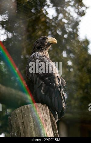 Ein Seeadler sitzt stolz auf einem Baum im Zoo mit Frainbow Stockfoto