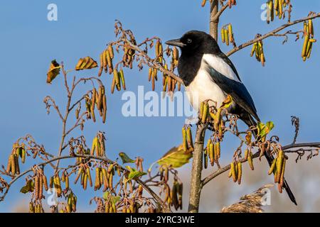 Eurasische Elster / gemeine Elster (Pica pica), die im Winter in Erle / Europäische Schwarzerle (Alnus glutinosa) thront Stockfoto