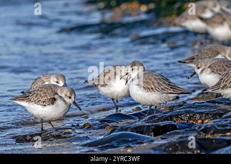 Sanderling (Calidris alba) im nicht-Zuchtgefieder, der im Spätherbst/Winter bei Hochwasser eine Schanderlingsherde auf Hochwasser aufruft Stockfoto