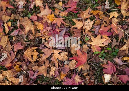 Gefallene Blätter in verschiedenen Rot-, Orange- und Brauntönen bilden einen lebendigen Teppich auf dem grasbewachsenen Boden, der das Wesen des Herbstes einfängt Stockfoto