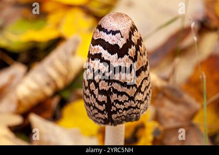 Coprinopsis picacea, auch bekannt als Elster-Pilz, Elster-Tintenkappen-Pilz. In der Herbstsaison wachsen schwarze und silbergraue Farben im Boden. Farbenfroh Stockfoto