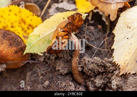 Großaufnahme auf einem braunen Lärchenpilz, Suillus grevillei, auf Waldboden, wächst auf Waldboden zwischen Blättern und Eicheln. Stockfoto