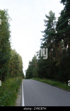 Eine ruhige, leere Straße, die sich durch dichtes Grün schlängelt, flankiert von hohen Bäumen auf beiden Seiten, schafft eine ruhige natürliche Atmosphäre im Wald. Stockfoto