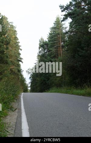 Eine ruhige, leere Straße, die sich durch dichtes Grün schlängelt, flankiert von hohen Bäumen auf beiden Seiten, schafft eine ruhige natürliche Atmosphäre im Wald. Stockfoto