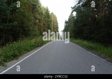 Eine ruhige, leere Straße, die sich durch dichtes Grün schlängelt, flankiert von hohen Bäumen auf beiden Seiten, schafft eine ruhige natürliche Atmosphäre im Wald. Stockfoto