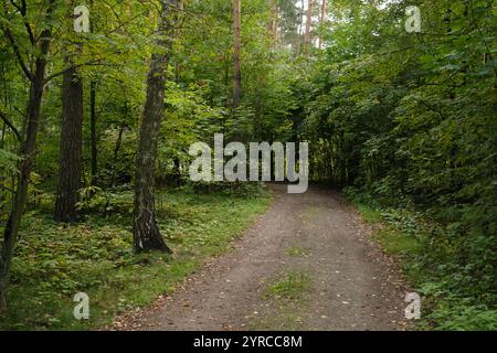 Ein schmaler, unbefestigter Pfad schlängelt sich durch einen üppig grünen Wald, umgeben von dichten Bäumen und Vegetation, wodurch eine ruhige und abgeschiedene natürliche Umgebung geschaffen wird Stockfoto