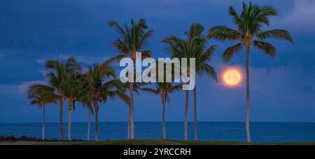 Vollmonduntergang über dem Meer mit Palmen. Hawaii, Die Big Island Stockfoto