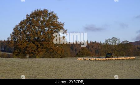 Hungrige Schafe stehen in langer Schlange, Seite an Seite auf dem Feld, versammeln sich am kalten, frostigen Herbsttag (Rückansicht) - North Yorkshire, England, Vereinigtes Königreich. Stockfoto