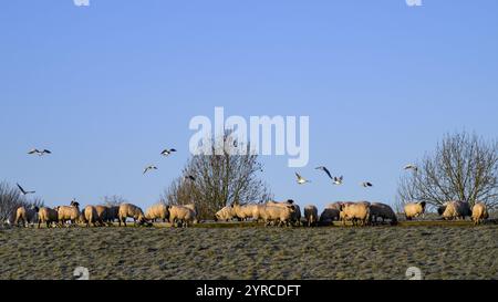 Hungrige Schafe stehen in langen Schlangen auf dem Feld, versammelt am kalten, frostigen Herbsttag und Möwen strömen über North Yorkshire, England, Vereinigtes Königreich. Stockfoto