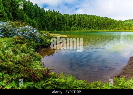 Ein Blick entlang der Küste vorbei an blühenden Hortensien am Kanarischen See auf der Insel San Miguel auf den Azoren im Sommer Stockfoto