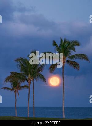 Vollmonduntergang über dem Meer mit Palmen. Hawaii, Die Big Island Stockfoto