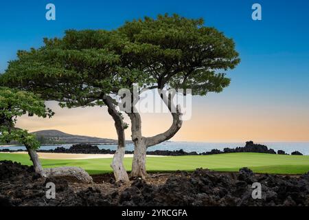 Maussohlenbaum. Ngaio-Baum. Hawaii Die Große Insel Stockfoto