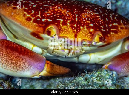Carpilius corallinus, auch bekannt als Fledermauskorallenkrebse, ist eine Krabbenart aus der Familie der Carpiliidae. Stockfoto