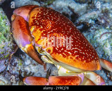 Carpilius corallinus, auch bekannt als Fledermauskorallenkrebse, ist eine Krabbenart aus der Familie der Carpiliidae. Stockfoto