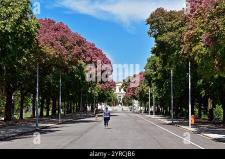 Von Bäumen gesäumte Allee an der Quinta da Boa Vista, öffentlicher Park, Rio de Janeiro, Brasilien Stockfoto