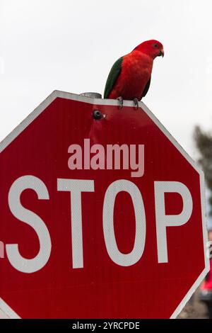 Ein lebhafter australischer King Parrot thront an einem sonnigen Tag in Australien auf einem roten Stoppschild. Stockfoto