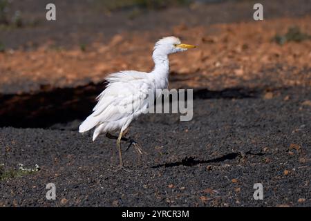 Aufregender westlicher Rinderreiher (Bubulcus ibis) mit aufgefülltem Gefieder, der über vulkanischen Kies läuft Stockfoto