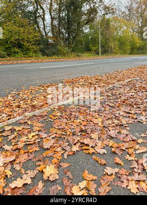 Herbstlaub auf einer Straße, die von Eichen gefallen ist. Keine Personen. Stockfoto