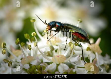 Malachitkäfer (Malachius bipustulatus) weiblich, der Pollen auf gemeinem Hogweed isst Stockfoto